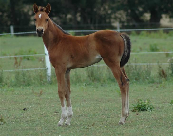 Dansk Varmblod Kastaniegården´s  Nedina  billede 1