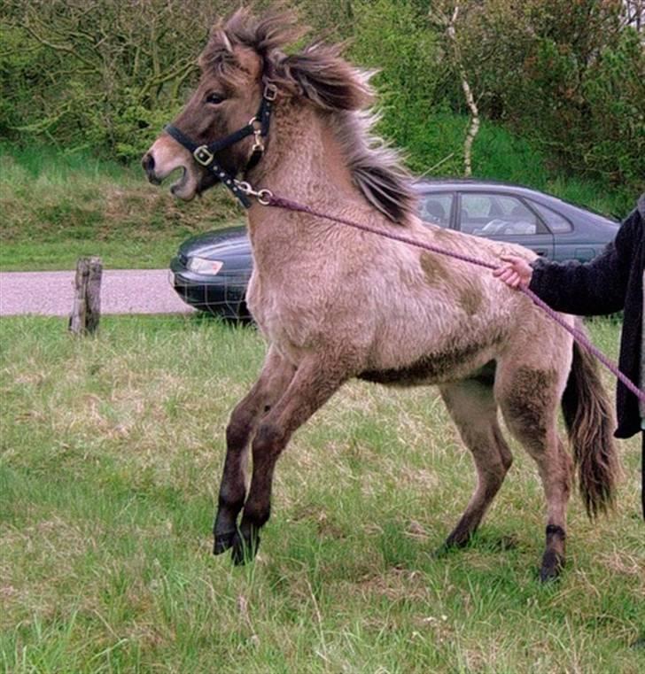 Islænder Sæmi fra Grøftekanten - På vej til sommerfold billede 5