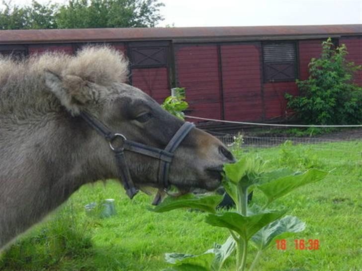Islænder Sæmi fra Grøftekanten billede 6