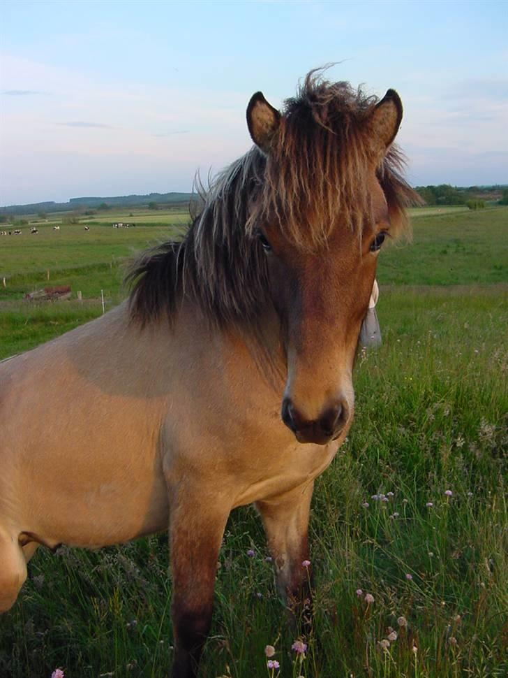 Islænder Sæmi fra Grøftekanten billede 7