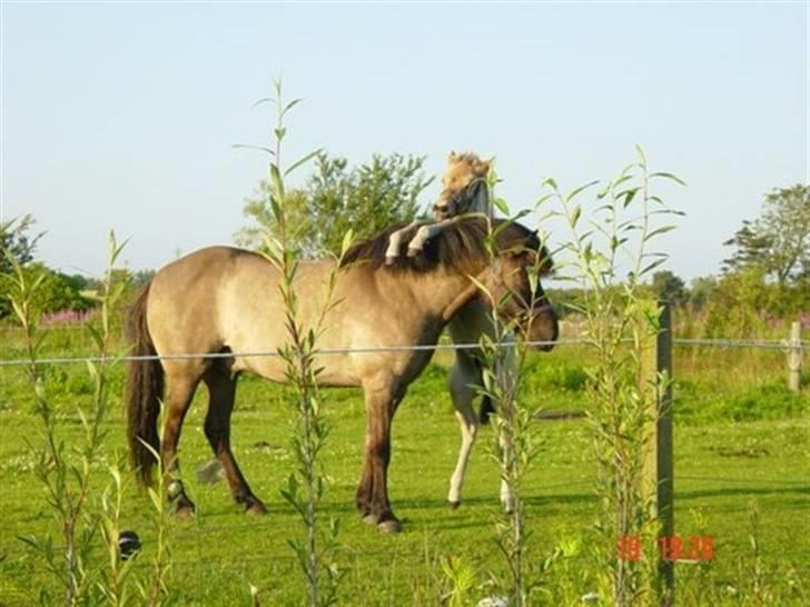 Islænder Sæmi fra Grøftekanten - Sæmi står bagerst billede 8