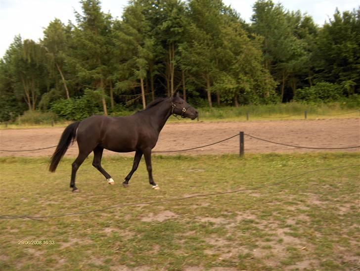 Anden særlig race Stacia - SOLGT - ligegyldigt hvad andre ser, betyder du stadig alverden for mig! billede 19