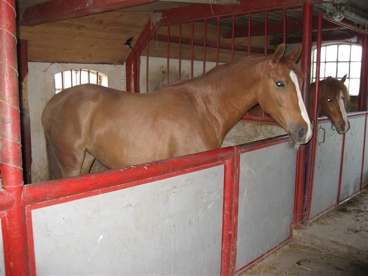 Palomino Lady - SOLGT :'(  - Lady i stalden sammen med Maggie...... :) billede 1