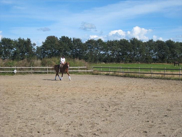 Palomino Lady - SOLGT :'(  - Dressur <3 billede 2