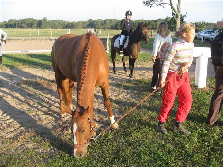 Palomino Lady - SOLGT :'(  - Mig der prøver at trække afsted med Lady men hun gider vist ikke helt..! (har lige været til stævne) billede 3