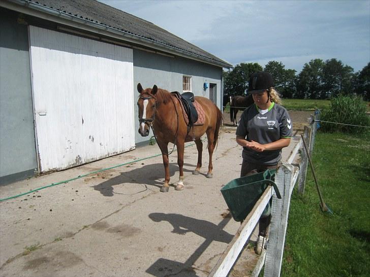 Palomino Lady - SOLGT :'(  - LADY billede 4