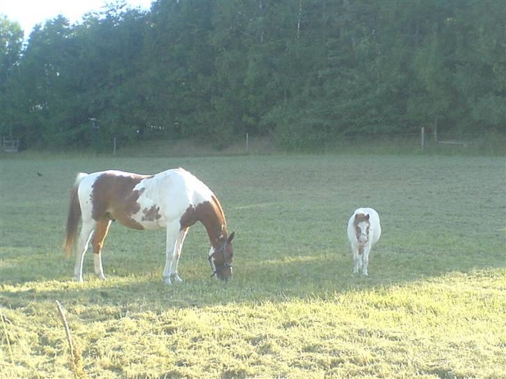 Shetlænder fanny( aflivet):( - fanny og magnus :) billede 6