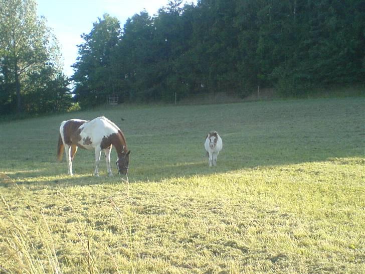 Shetlænder fanny( aflivet):( - fanny og magnus igen :) billede 7
