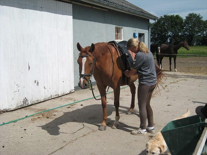 Palomino Lady - SOLGT :'(  - Træææææææt <3 billede 6