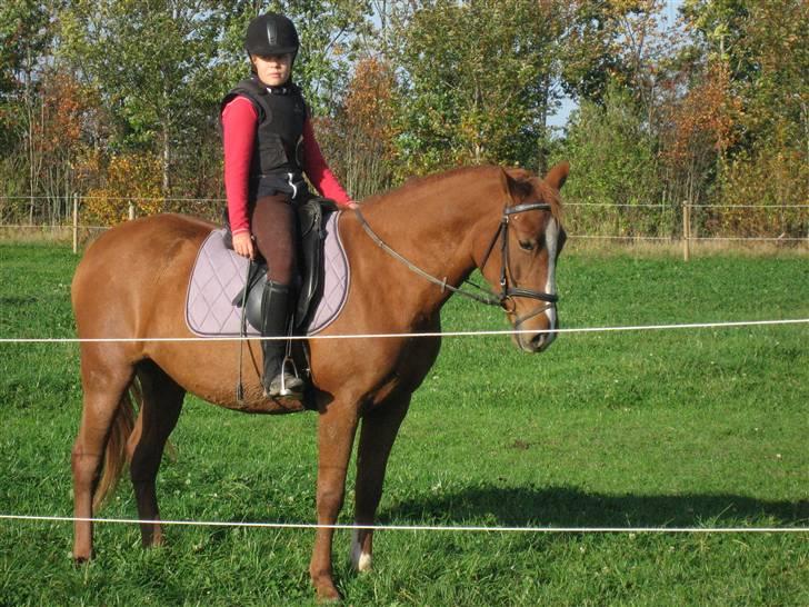 Palomino Lady - SOLGT :'(  - Ved ikke lige hvad det er vi venter på...? billede 7