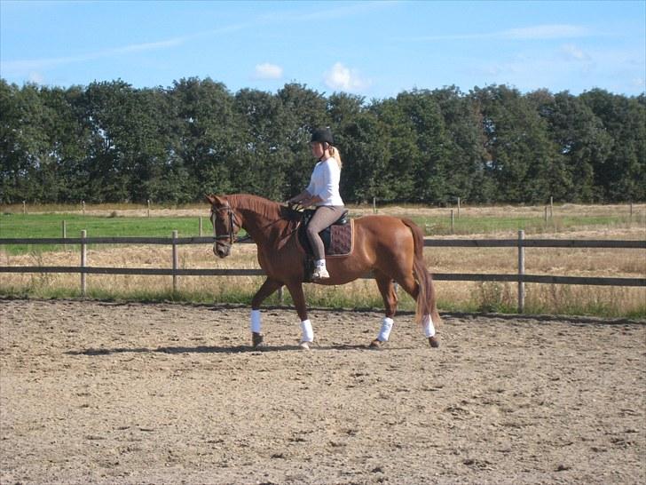 Palomino Lady - SOLGT :'(  - Dressur :b billede 9