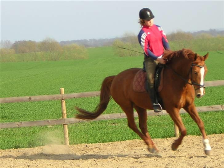 Palomino Lady - SOLGT :'(  - Mig og Lady rider dressur... <33 billede 10