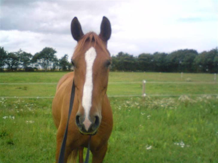 Palomino Lady - SOLGT :'(  - Tykke.. hun er dejlig! billede 12