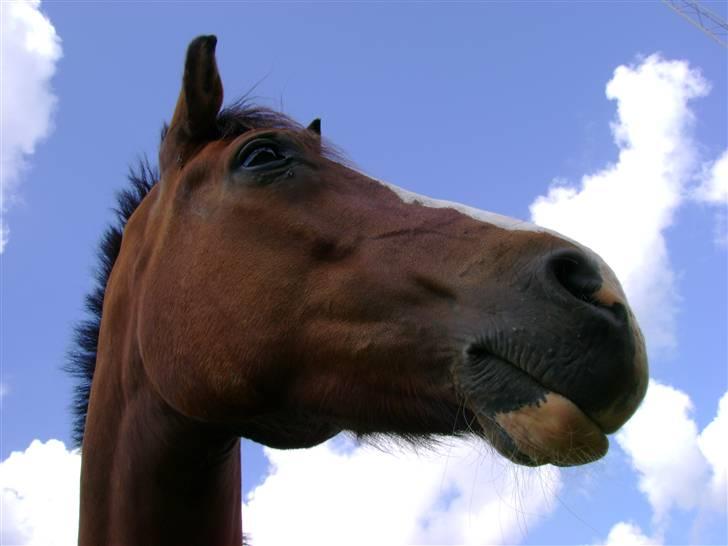 Anden særlig race Kimber - Kimber på folden . billede 16