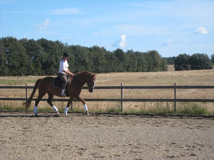 Palomino Lady - SOLGT :'(  - Mig og Lady der rider dressur :) <3 billede 13