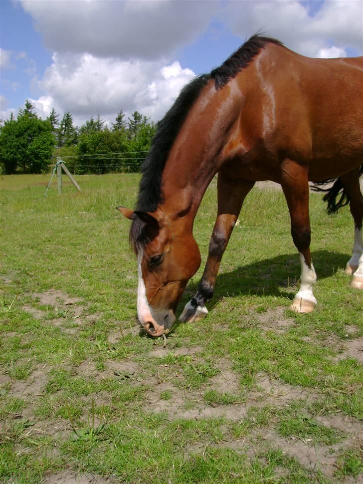 Anden særlig race Kimber - Kimber på folden . billede 17