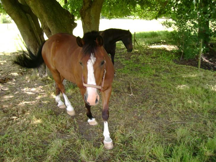 Anden særlig race Kimber - Kimber på folden . billede 18