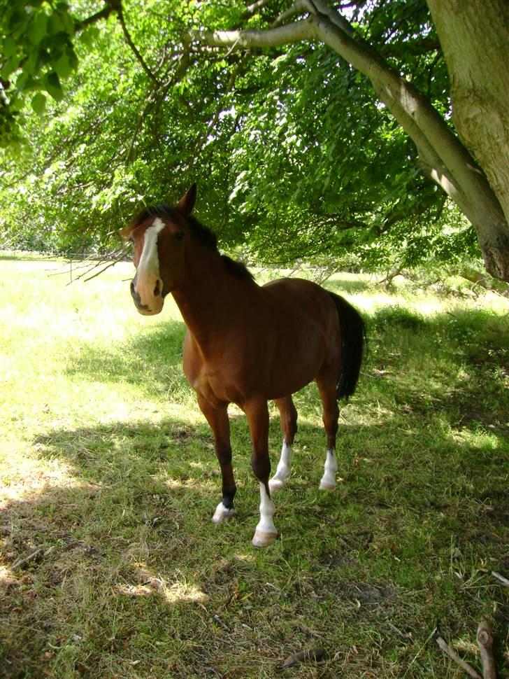 Anden særlig race Kimber - Kimber på folden . billede 19
