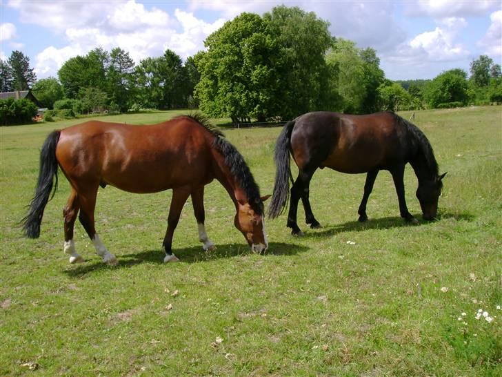Anden særlig race Kimber - Kimber på folden . billede 20
