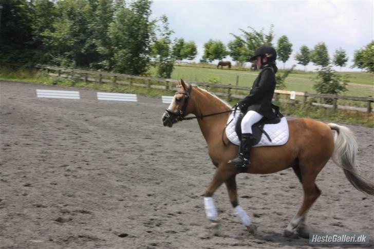 Palomino Ronja <3 aflivet :( billede 15