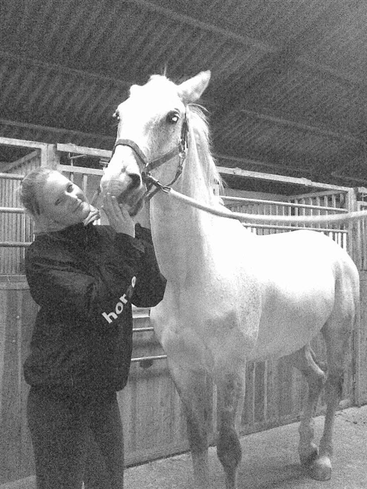 Dansk Varmblod Lamborghini solgt - sure skatter. billede 5