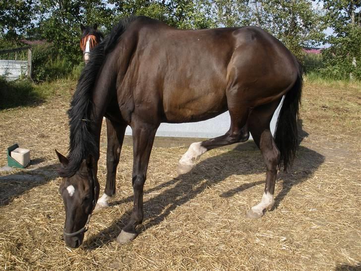 Anden særlig race Sonda Ferry billede 14