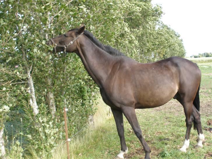 Anden særlig race Sonda Ferry billede 15