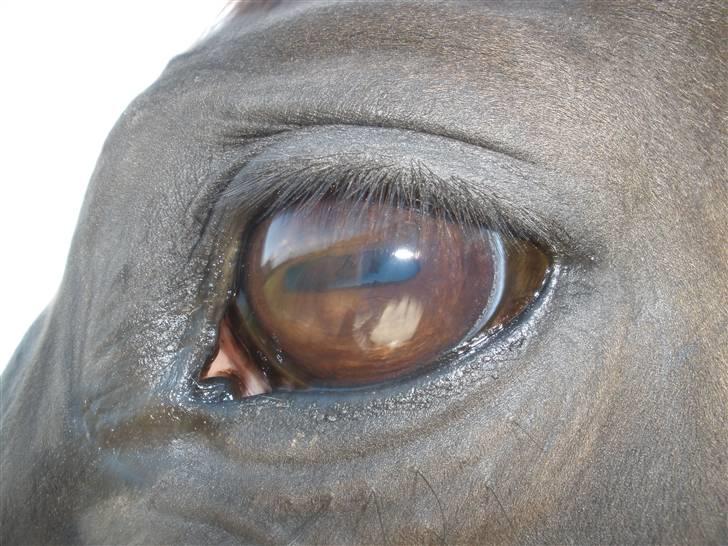 Anden særlig race Sonda Ferry billede 16