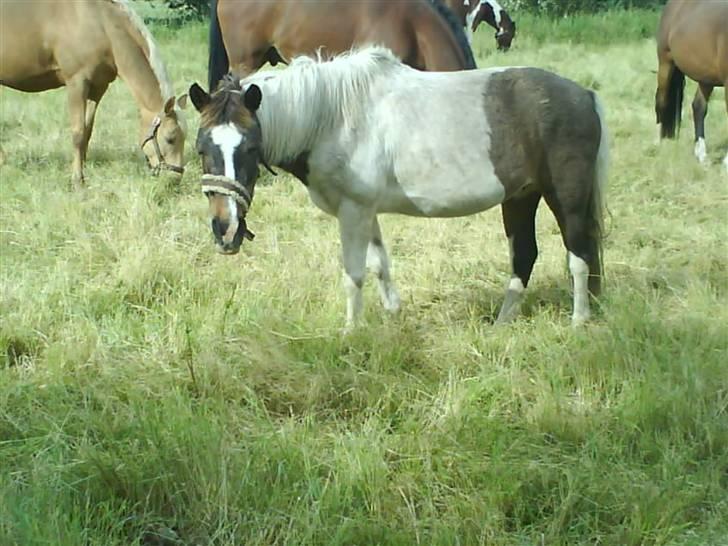 Anden særlig race Flicka sanet og elsket (RIP):( - Du er så nutted :) <´3 billede 7