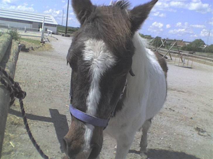 Anden særlig race Flicka sanet og elsket (RIP):( - Hehe, Jeg er træt  billede 8