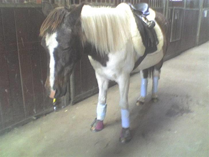 Anden særlig race Flicka sanet og elsket (RIP):( - sove sove billede 9