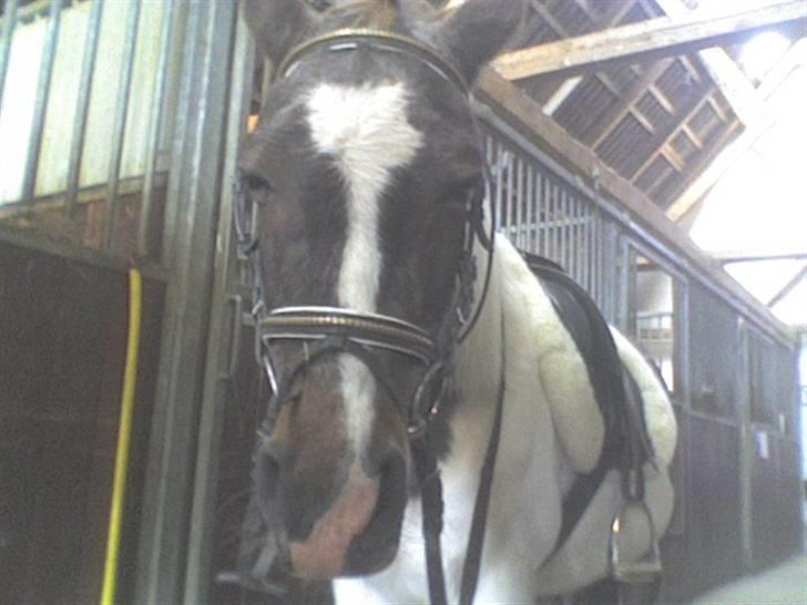 Anden særlig race Flicka sanet og elsket (RIP):( - Hva laver du? billede 10