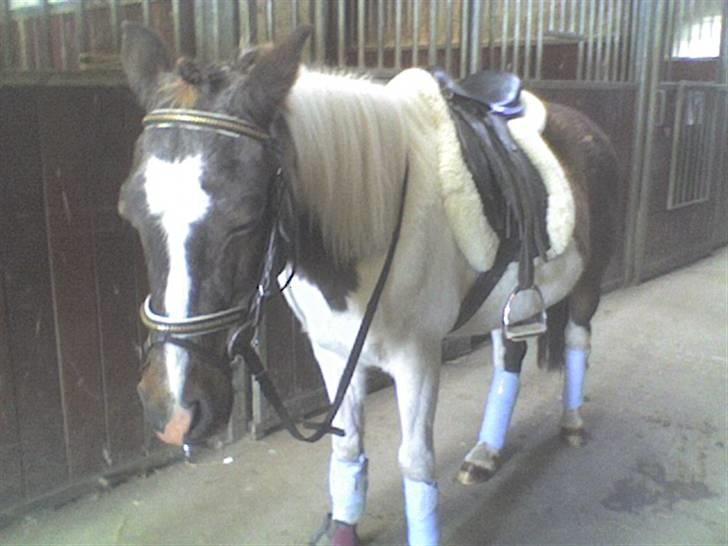 Anden særlig race Flicka sanet og elsket (RIP):( - Puha det er hårdt :) Haha.. billede 11