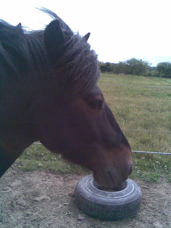 Anden særlig race skovslands Asterix - asteriix/; du var min drømmeprins(: vi vandt alt!? du må aldrig glemme mig:´( for jeg vil aldrig glemme dig du var den bedste sorte lille fræser pony(: jeg elsker dig! billede 15