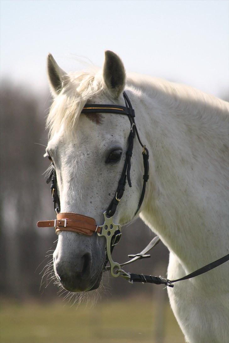 DSP  Stenvænge Sarka - Velkommen Til Sarkas profil. Læg gerne en kommentar og en bedømmelse. :) billede 1