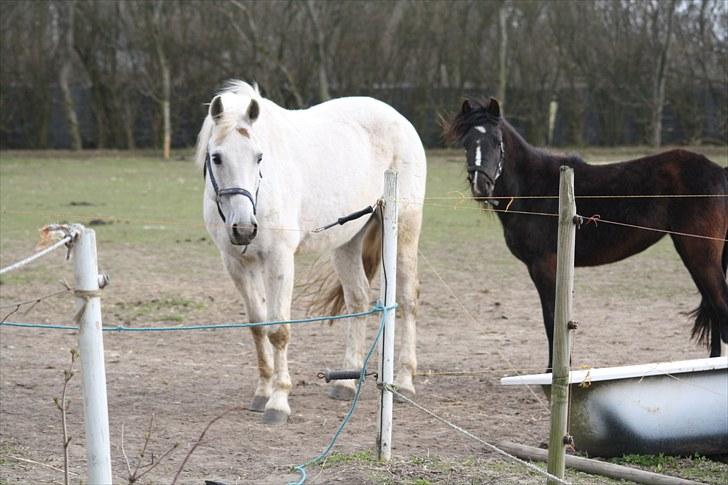 DSP  Stenvænge Sarka - smukke drengen.. billede 2