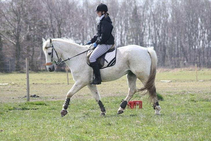 DSP  Stenvænge Sarka - Sarka og Maria - Trav. billede 3