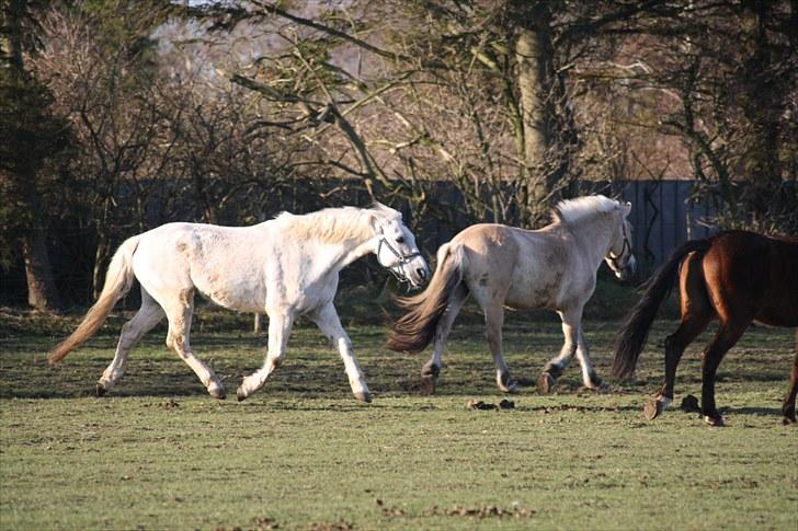 DSP  Stenvænge Sarka billede 5