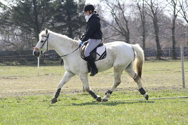 DSP  Stenvænge Sarka billede 6