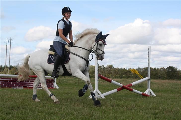 Irsk Sportspony Cappachino Pensioneret - Min lille vild basse:)<33 (Fotograf: Sara) billede 16