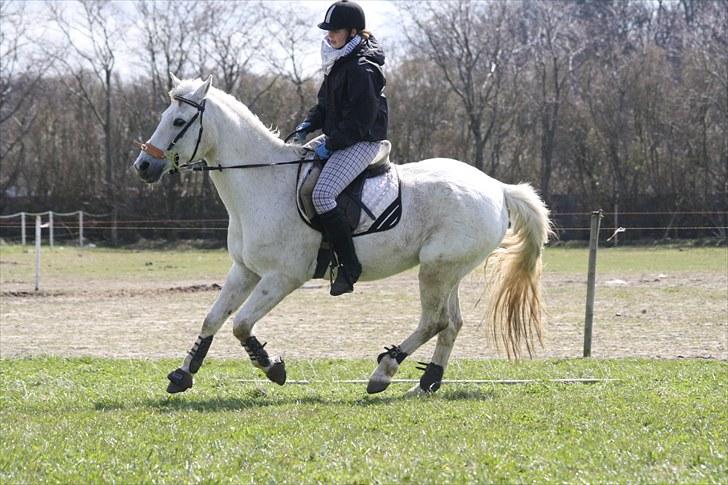 DSP  Stenvænge Sarka - Sarka og Maria - Galop.  billede 7