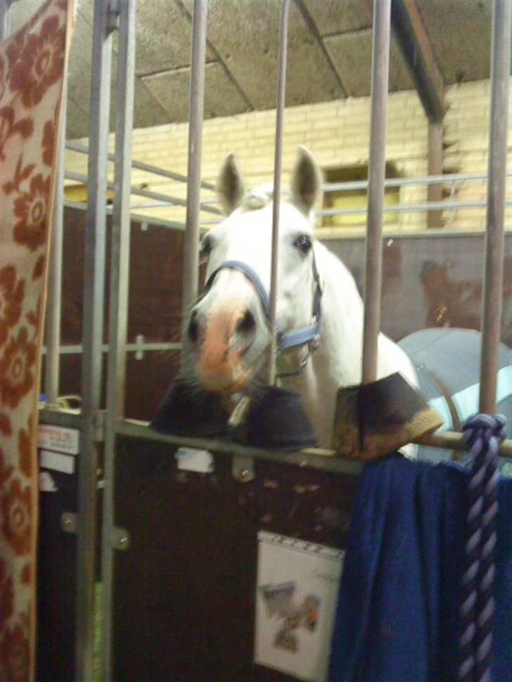 Irsk Sportspony Cappachino Pensioneret - Cappachino i stævneboksen til ponyuge 2009:) (Fotograf: Mig) billede 17