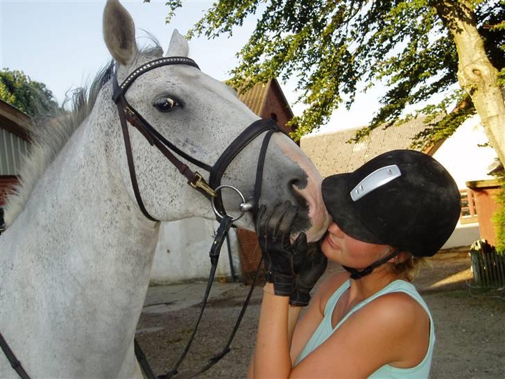 Dansk Varmblod Lamborghini solgt - min bedste ven. billede 13