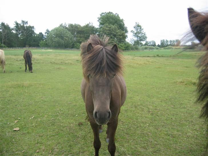 Islænder Síf fra Brösarpsgård - jeg er den eneste der kan komme til hende(síf) .. er ret stolt .. heh billede 2