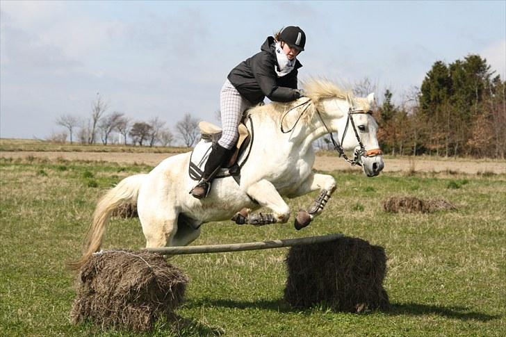 DSP  Stenvænge Sarka - Sarka og Maria - Springer 70 cm. billede 8