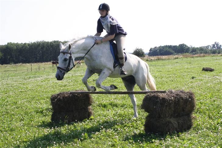 DSP  Stenvænge Sarka - Sarka og Maria - Springer 70 cm. I dressur sadel. billede 10