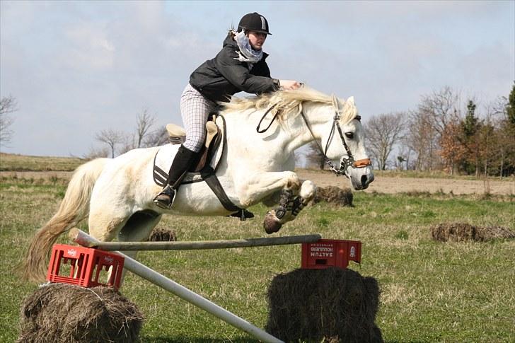 DSP  Stenvænge Sarka - Sarka og Maria - Springer ca. 1 m og 10 cm. billede 11