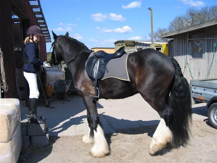 Irish Cob Hampus billede 5