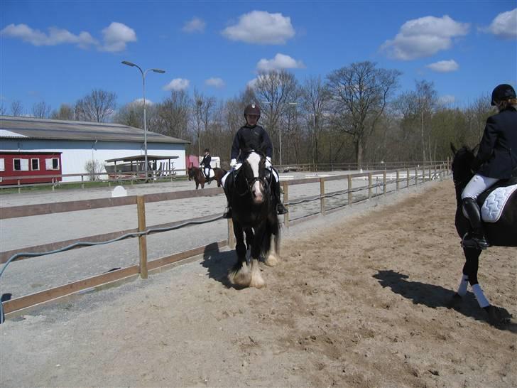 Irish Cob Hampus billede 6