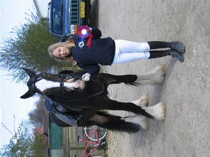 Irish Cob Hampus billede 7